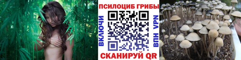 Псилоцибиновые грибы мицелий Дедовск